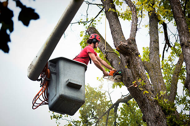 Ellsworth, WI Tree Removal and Landscaping Services Company